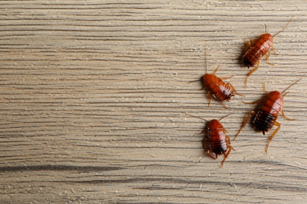 warehouse pest control singapore