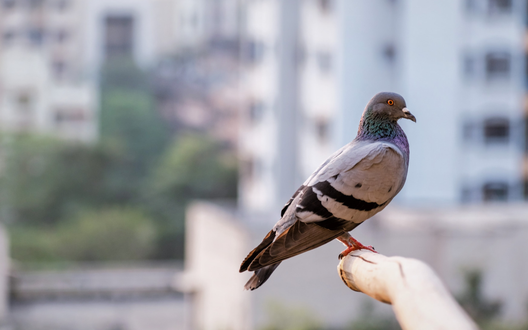 How to Keep Pigeons Away from Commercial Buildings in Singapore