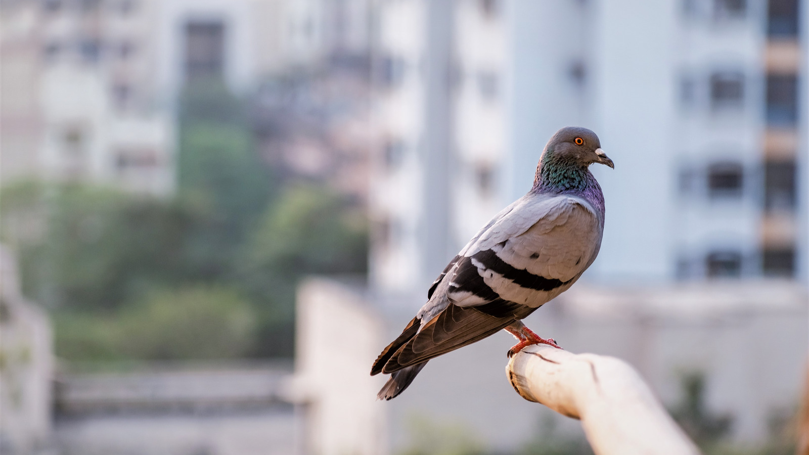 How to Keep Pigeons Away from Commercial Buildings in Singapore